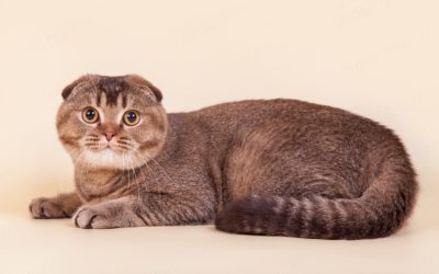 Шотландская вислоухая кошка: всё, что вы хотели знать о ней