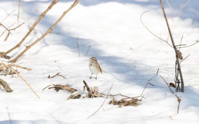 Птицы зимой в городе: как создать для них комфортные условия