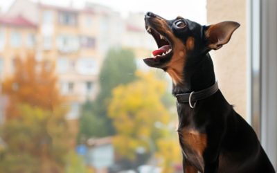 Лай собаки: почему он возникает и как его уменьшить